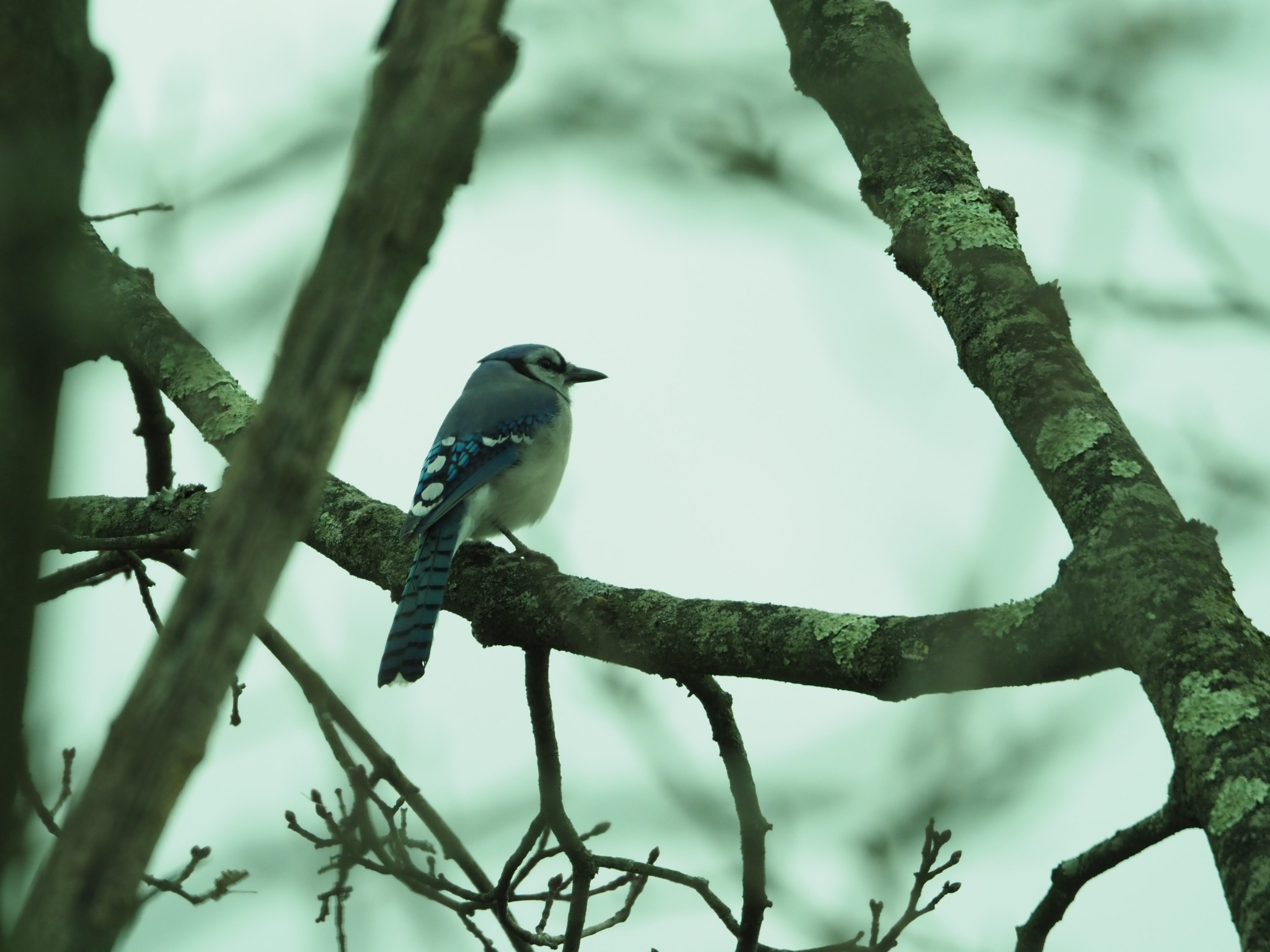 Blue bird in profile