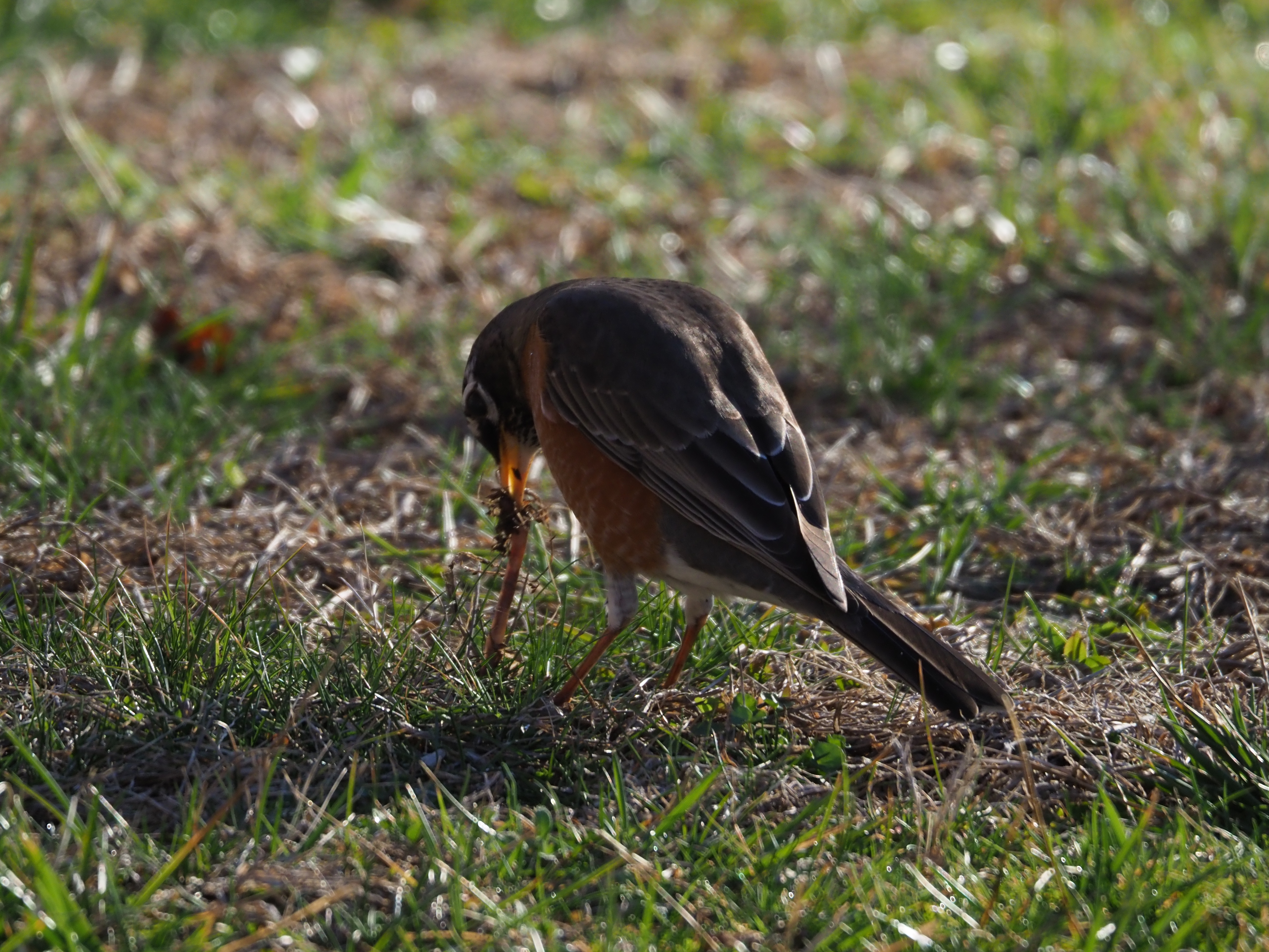Bird during sunrise